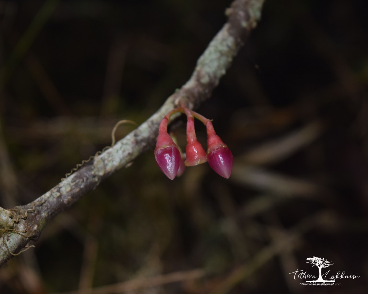 Medinilla fuchsioides Gardner